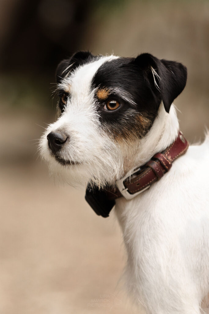 Portrait eines Parson Russel Terriers
