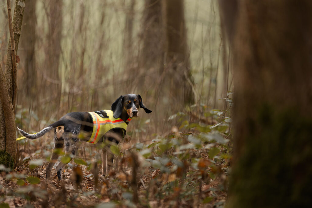 ASP Spürhündin im Wald unterwegs