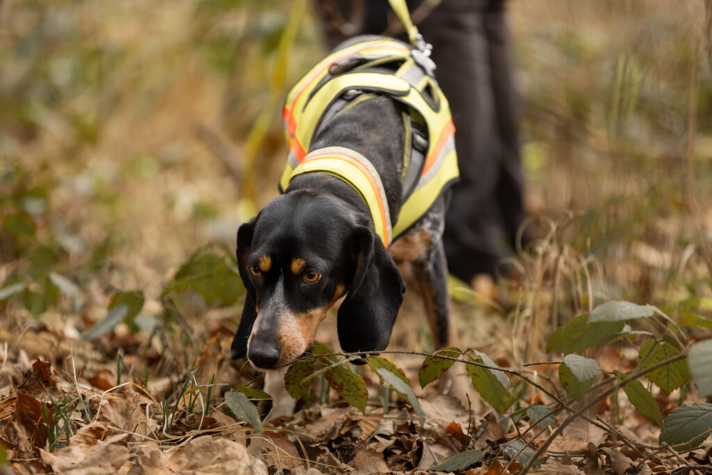 Nachsucheführer mit Hund bei der Arbeit