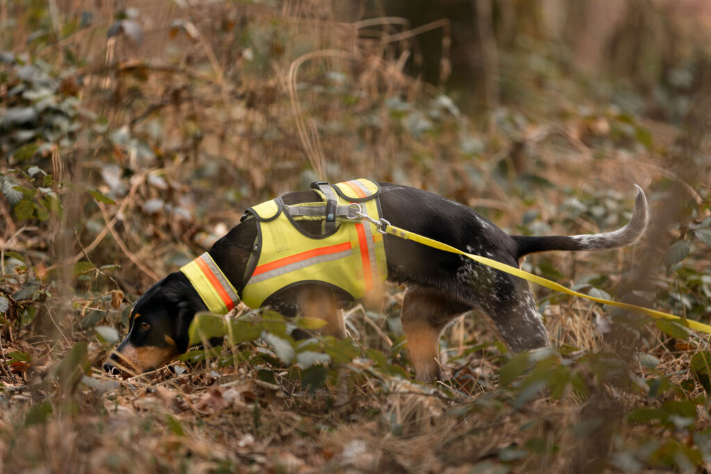 Nachsuchehund bei der Arbeit