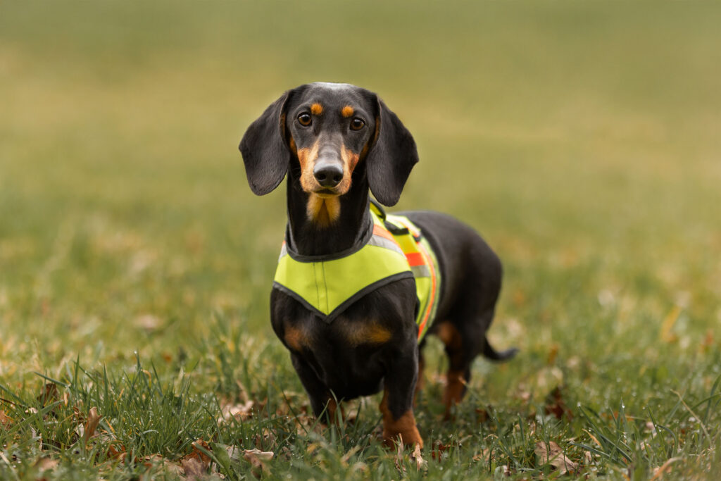 Ein Kurzhaarteckel in Kenndecke blickt in die Kamera
