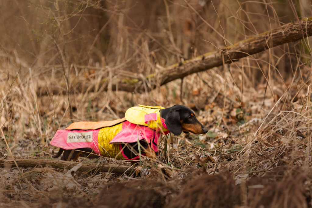 Teckel in Sauenschutzweste am Stöbern