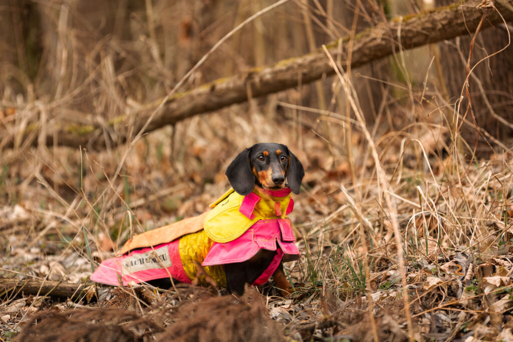 Dackel in Sauenschutzweste
