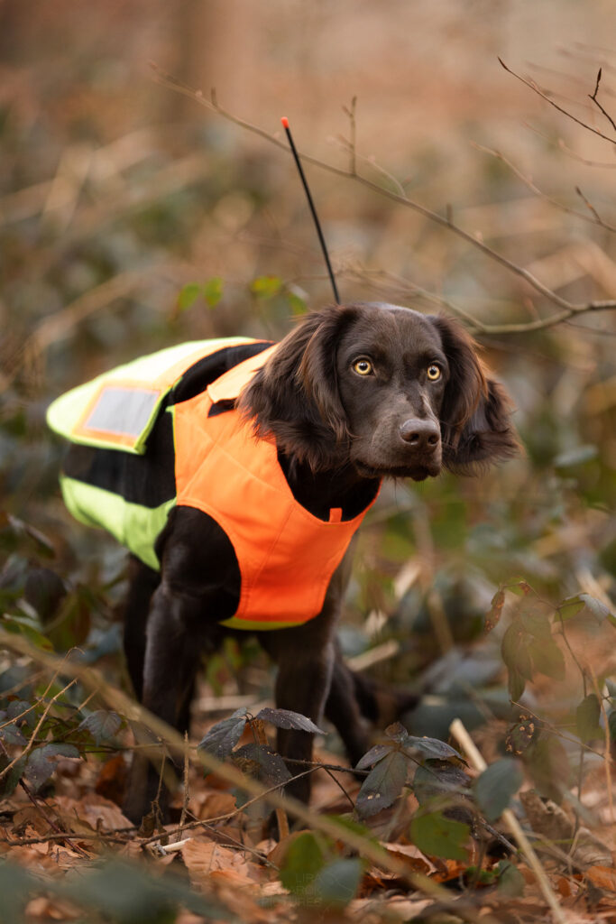 Junger deutscher Wachtelhund mit Sauenschutzweste steht im Wald