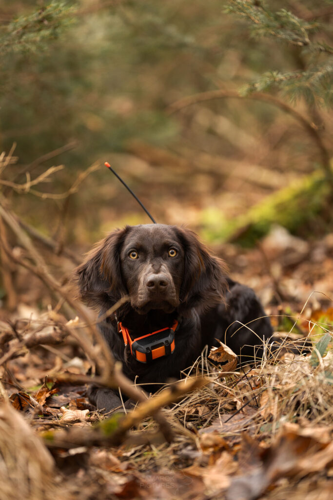 Junger deutscher Wachtelhund liegt auf Waldboden mit GPS Halsband um