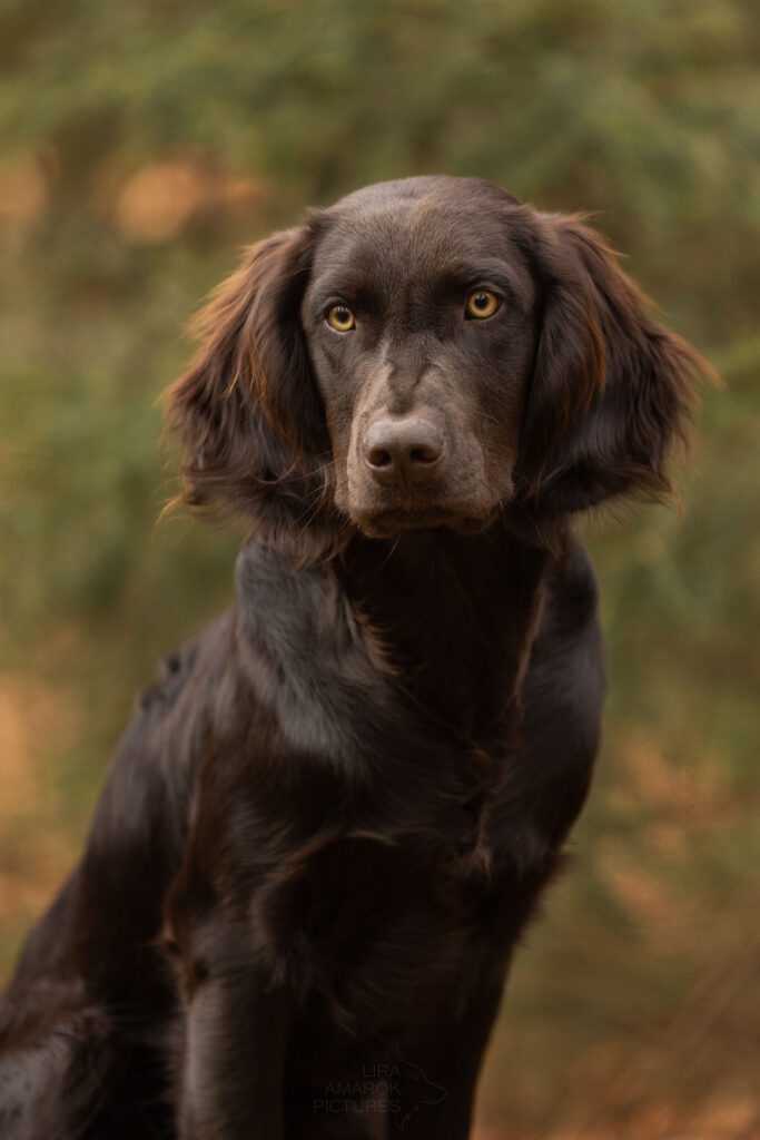 Deutscher Wachtelhund im Portrait