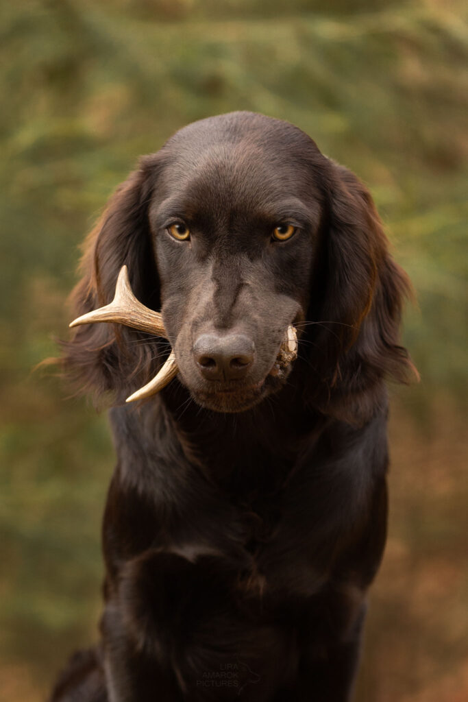 Deutscher Wachtelhund im Portrait ein Rehgeweih haltend