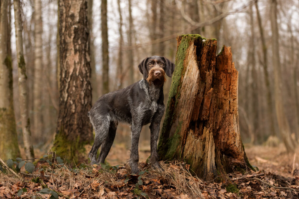 Deutsch Drahthaar Rüde steht im Wald