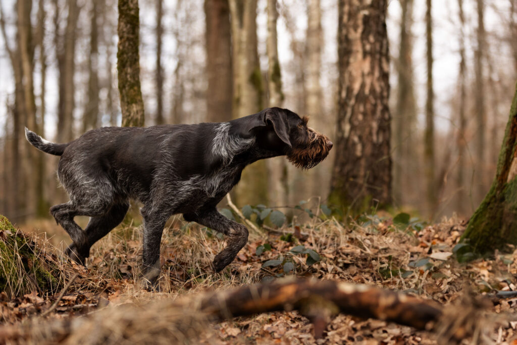 Deutsch Drahthaar Rüde läuft durch den Wald