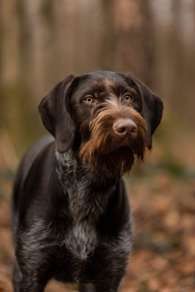 Portrait eines Deutsch Drahthaar Hundes