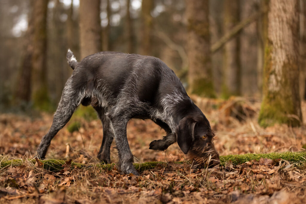 junger Deutsch Drahthaar stöbert im Wald