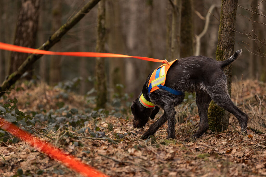 Hund bei der Nachsuche (Schweißarbeit)