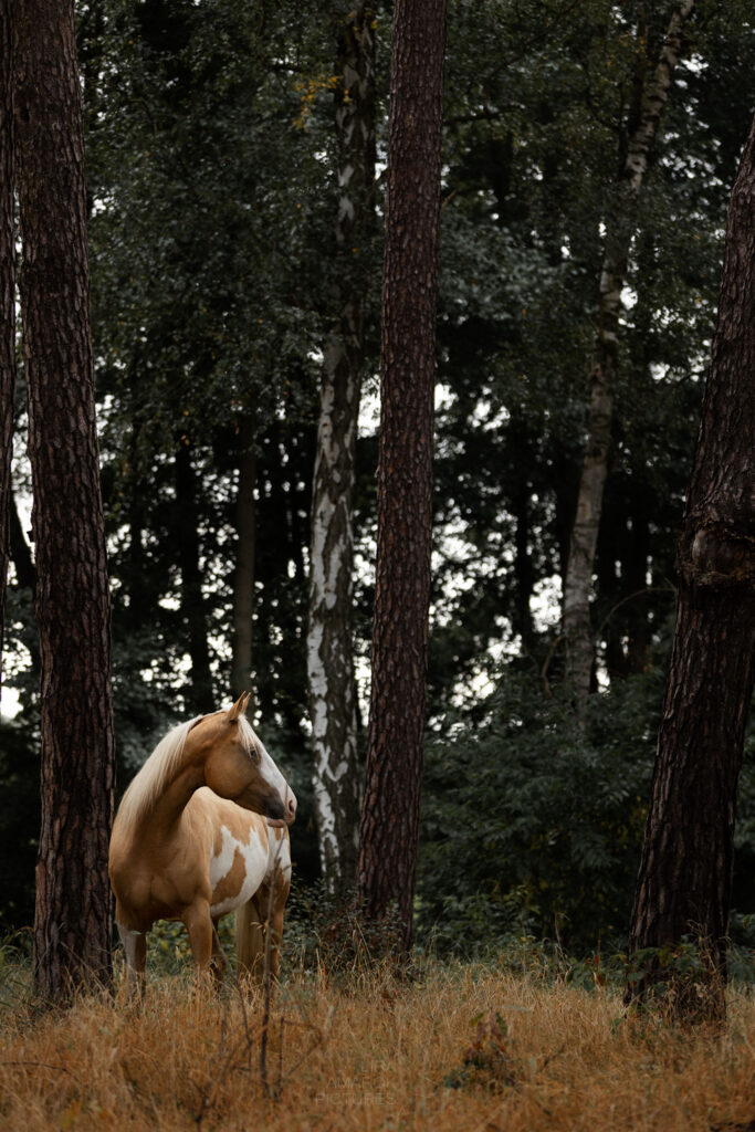 Ein hell geschecktes Pferd steht im Wald und blickt zur Seite.