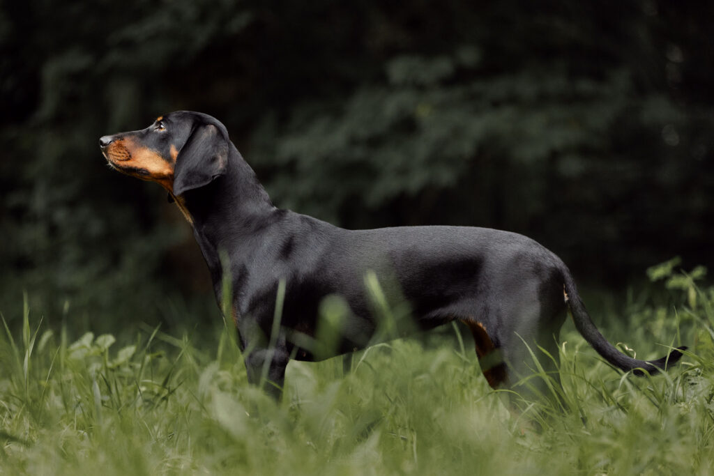 stehende Brandlbracke im Seitprofil