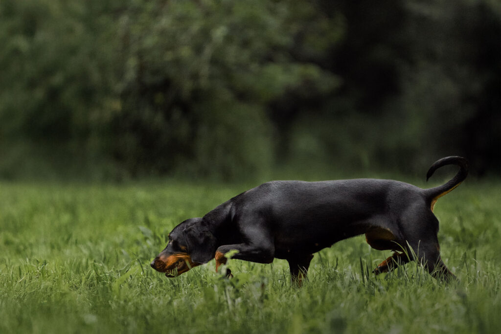 Brandlbracke sucht eine Fährte