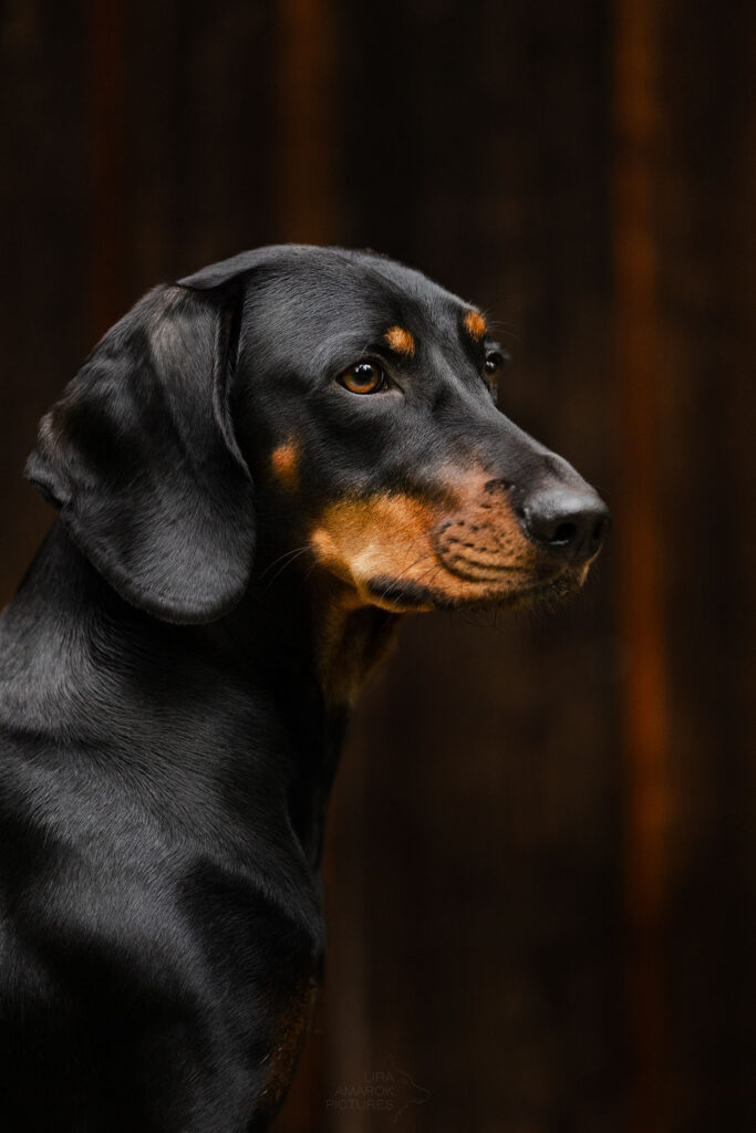 Brandlbracke im Portrait vor einer Hauswand