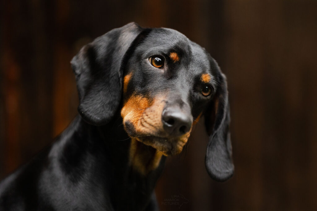 Brandlbracke legt den Kopf schief