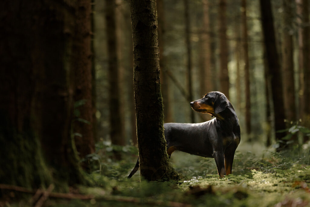 stehende Brandlbracke im Wald, die zur Seite blickt