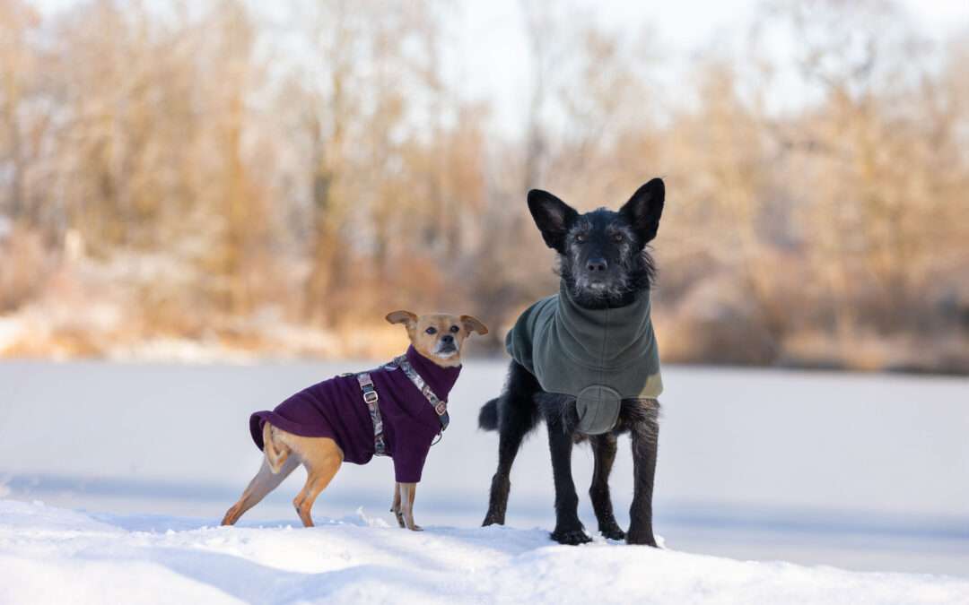 Zwei Hunde in Fleecemänteln stehen vor einem zugefrorenen Weiher im Schnee und blicken zum Betrachter