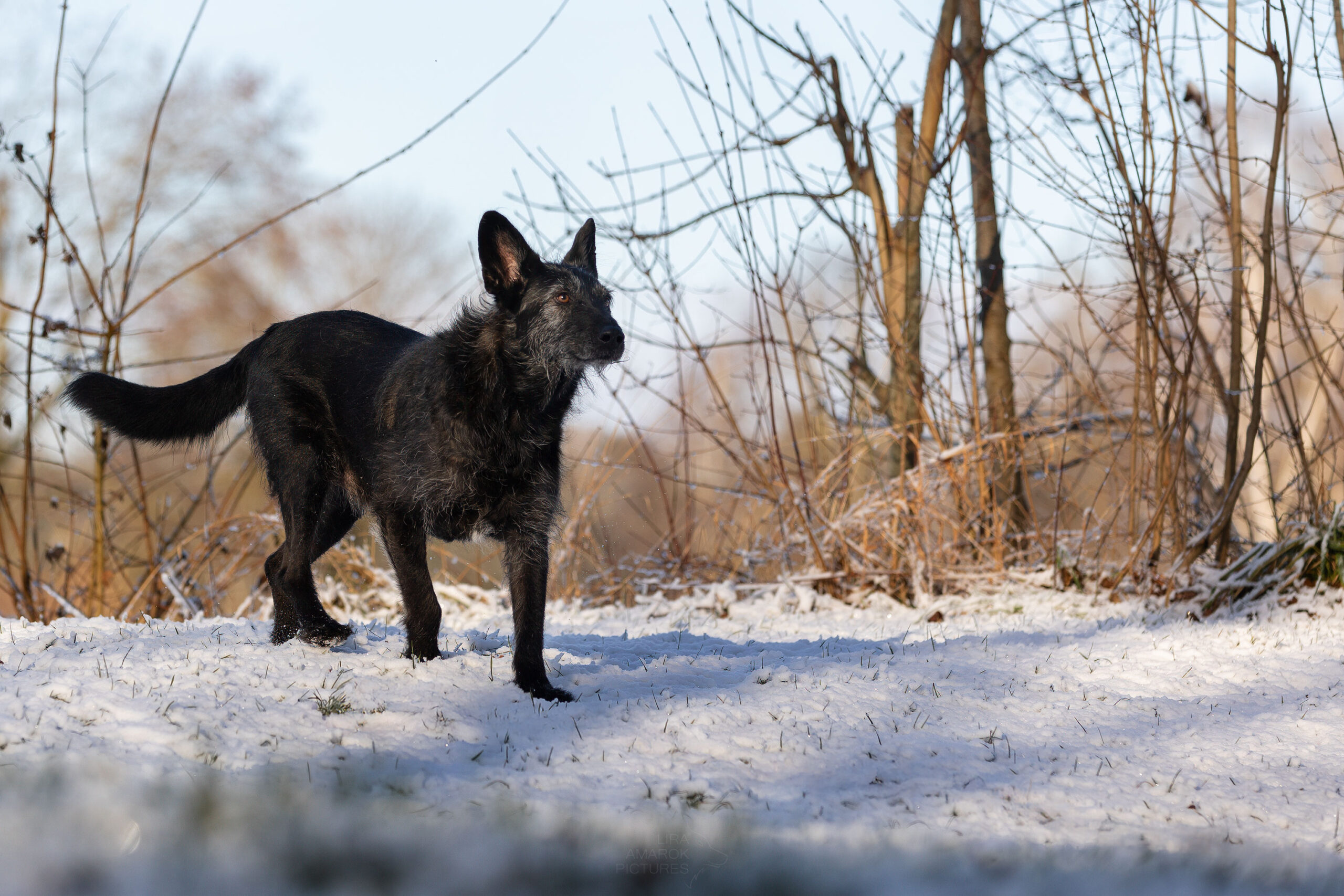 Ein schwarzer Hund läuft auf einer Freifläche mit Bäumen und Büschen außen rum über Schnee