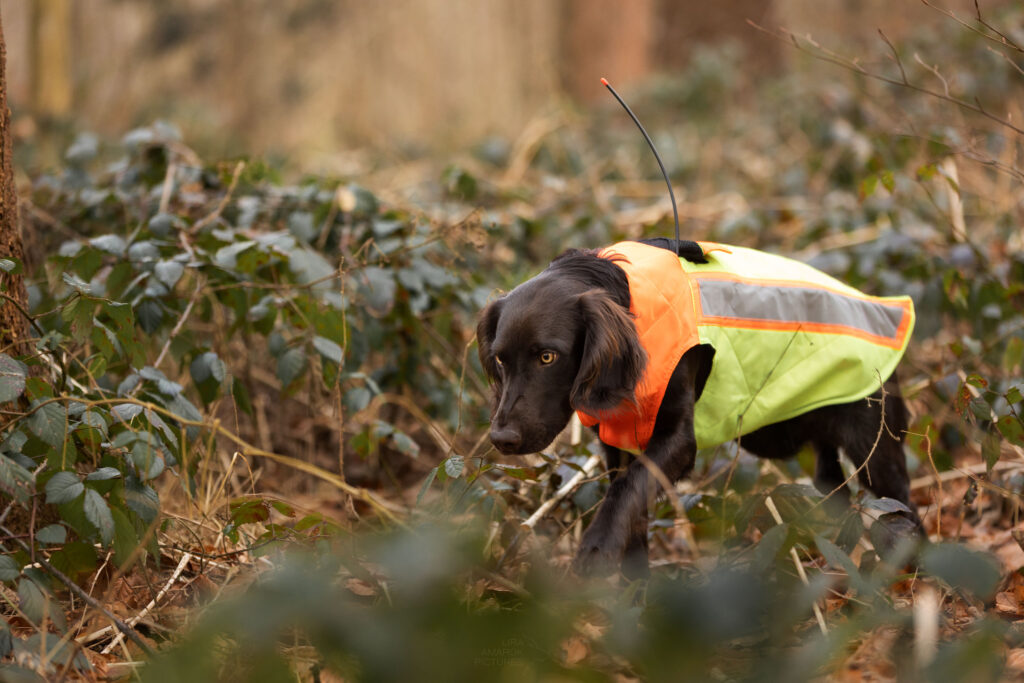 Deutscher Wachtelhund mit Sauenschutzweste und GPS Halsband im Wald