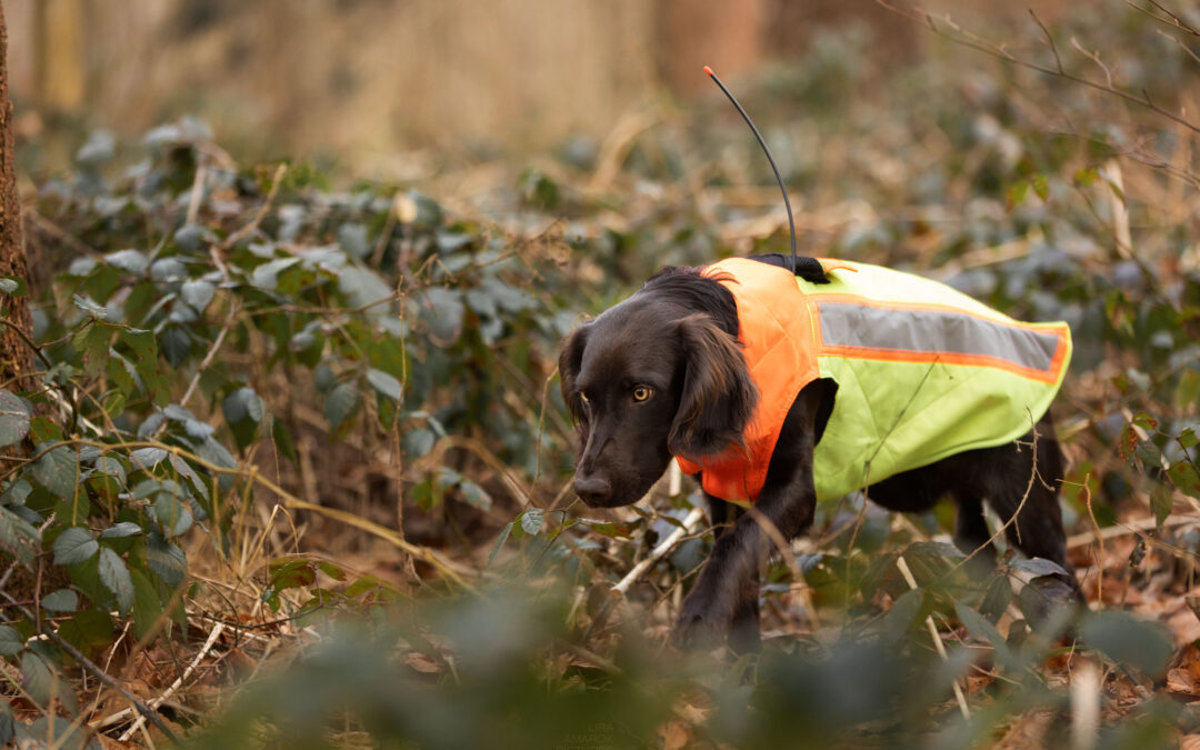 Deutscher Wachtelhund mit Sauenschutzweste und GPS Halsband im Wald