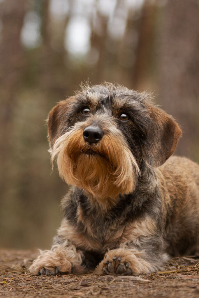 Ein Rauhaarteckel, liegend im Portrait