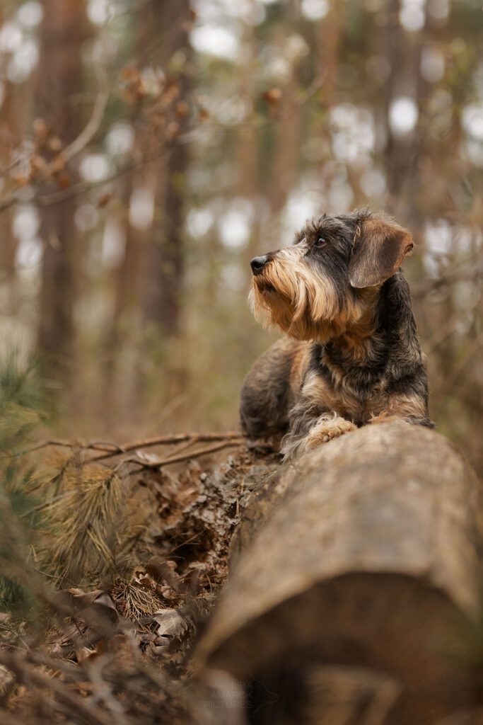 Teckel auf einem Baumstamm liegend und zur Seite blickend