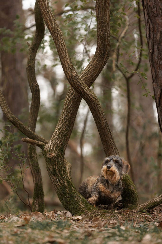 Ein Rauhaardackel steht in verschlungenen Baumstämmen