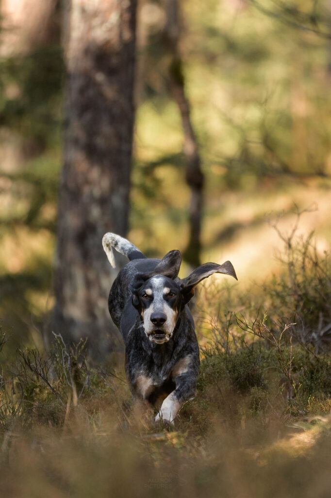 Ein rennender Basset Bleu de Gascogne im Wald