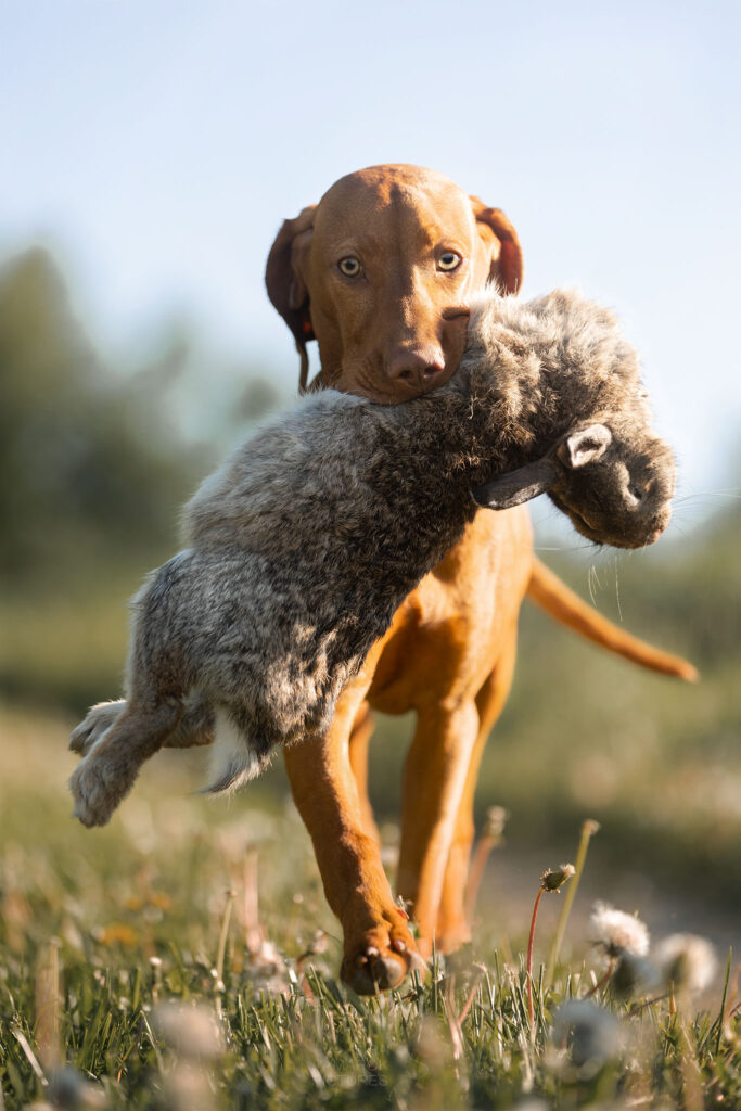 Ein Vizsla beim Wildapport (Kaninchen)