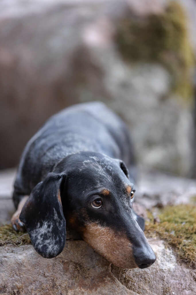ein tigerscheckenfarbener Dackel liegt auf einem Stein und blickt nach oben, den Kopf abgelegt.