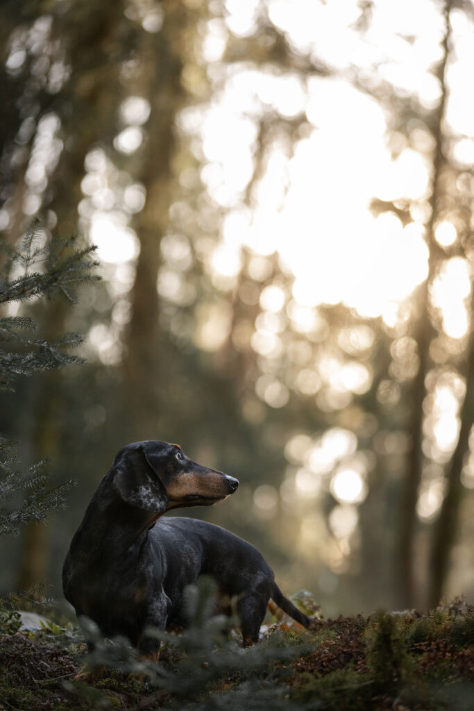 Teckel steht im Wald und blickt zur Seite im Abendrot