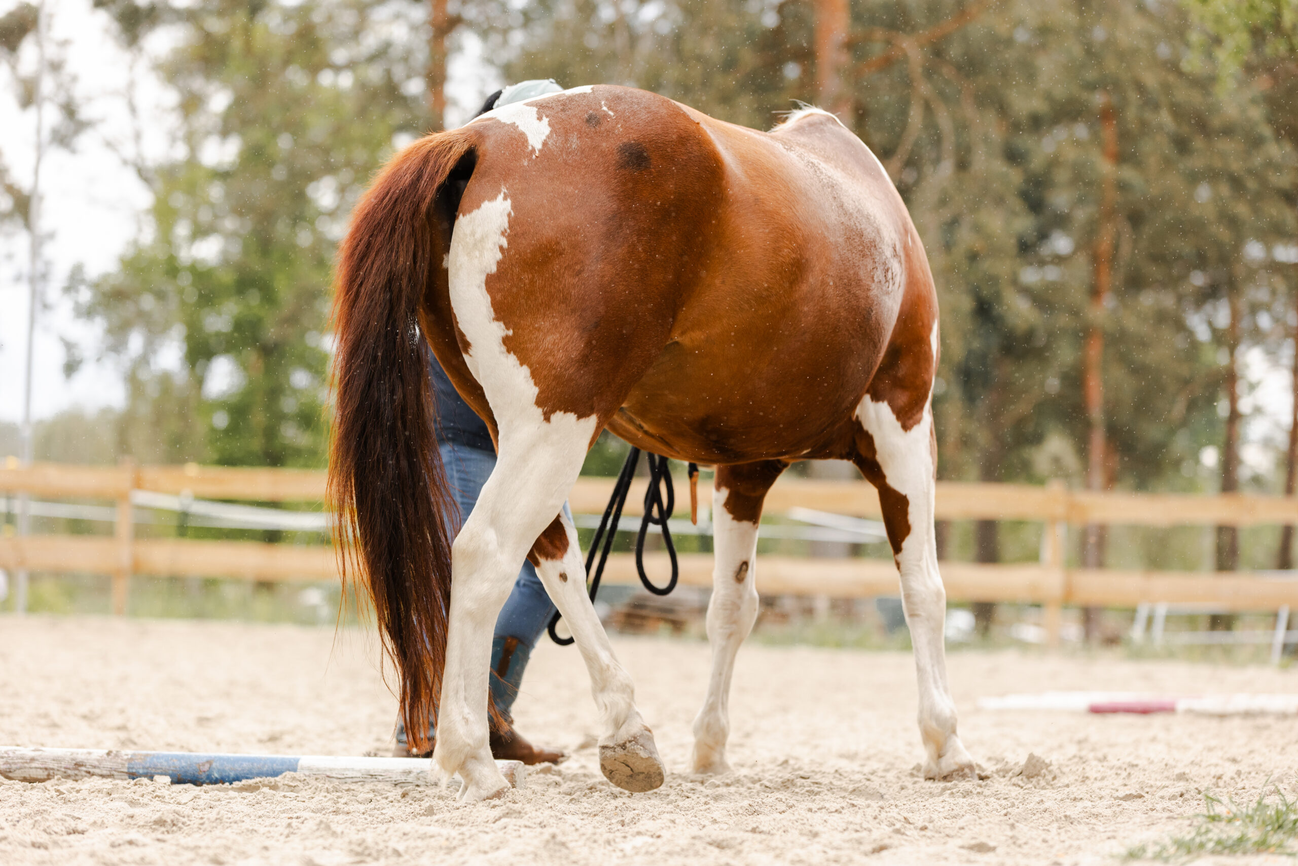 Ein Painthorse beim seitwärts weichen