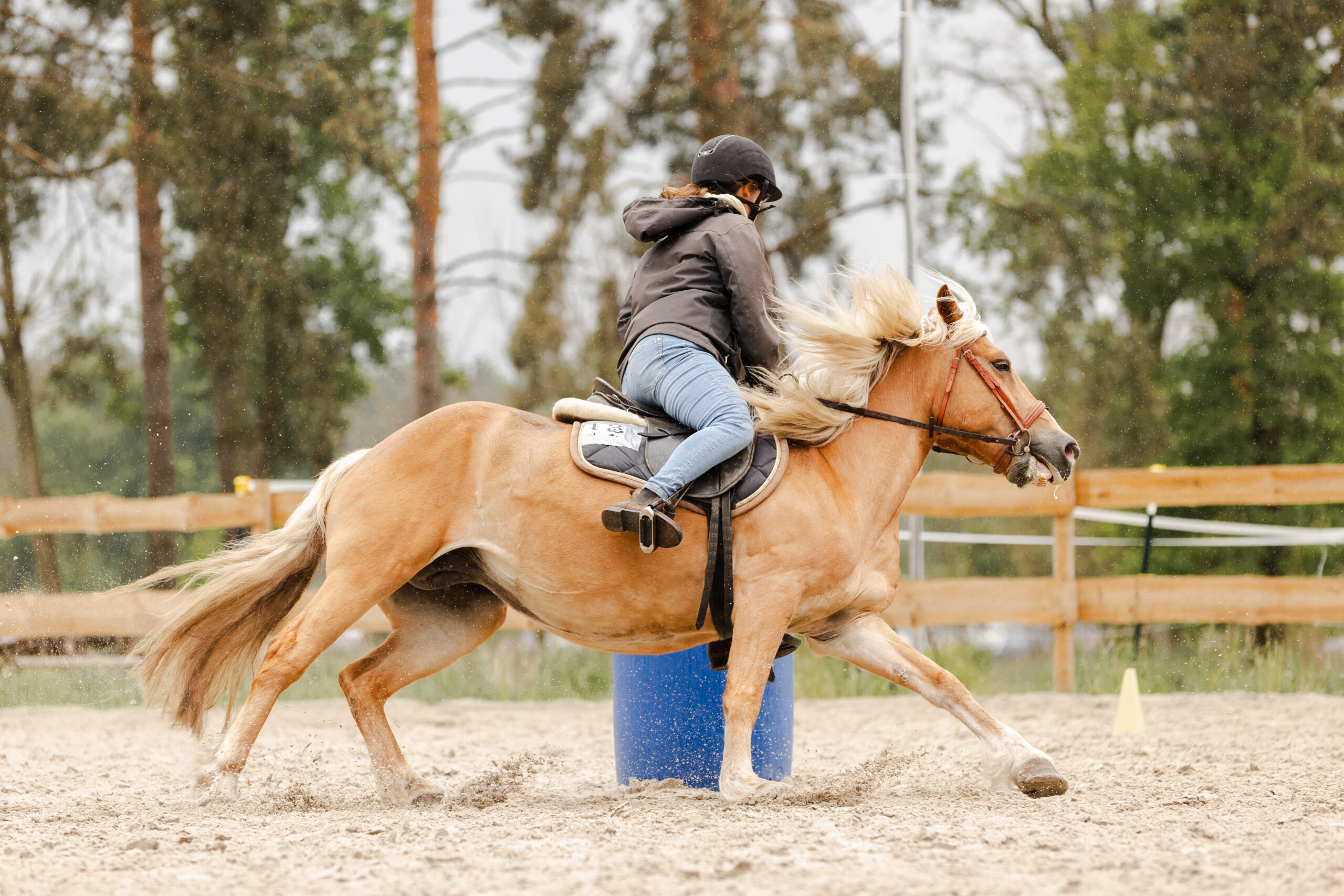 Haflinger mit Reiterin beim Barrel Race