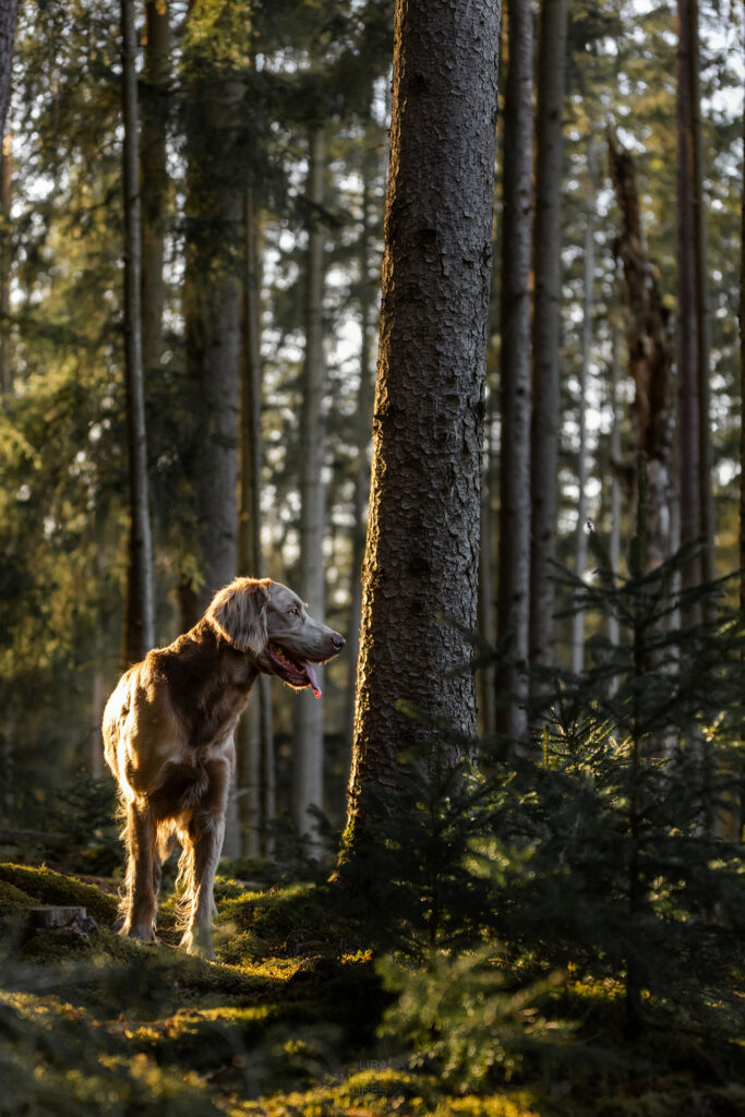Ein Langhaar-Weimaraner steht bei Sonnenuntergang im Wald