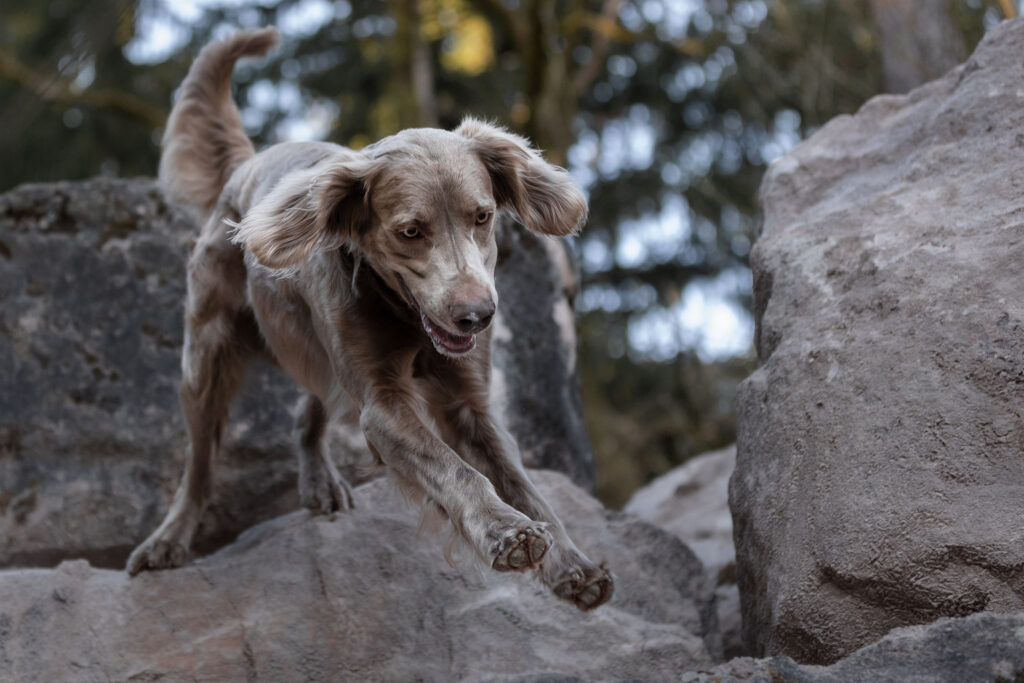 Ein Langhaar-Weimaraner springt von einem Stein, von unten fotografiert