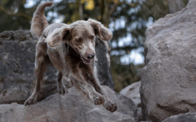 Die letzten Wochen…