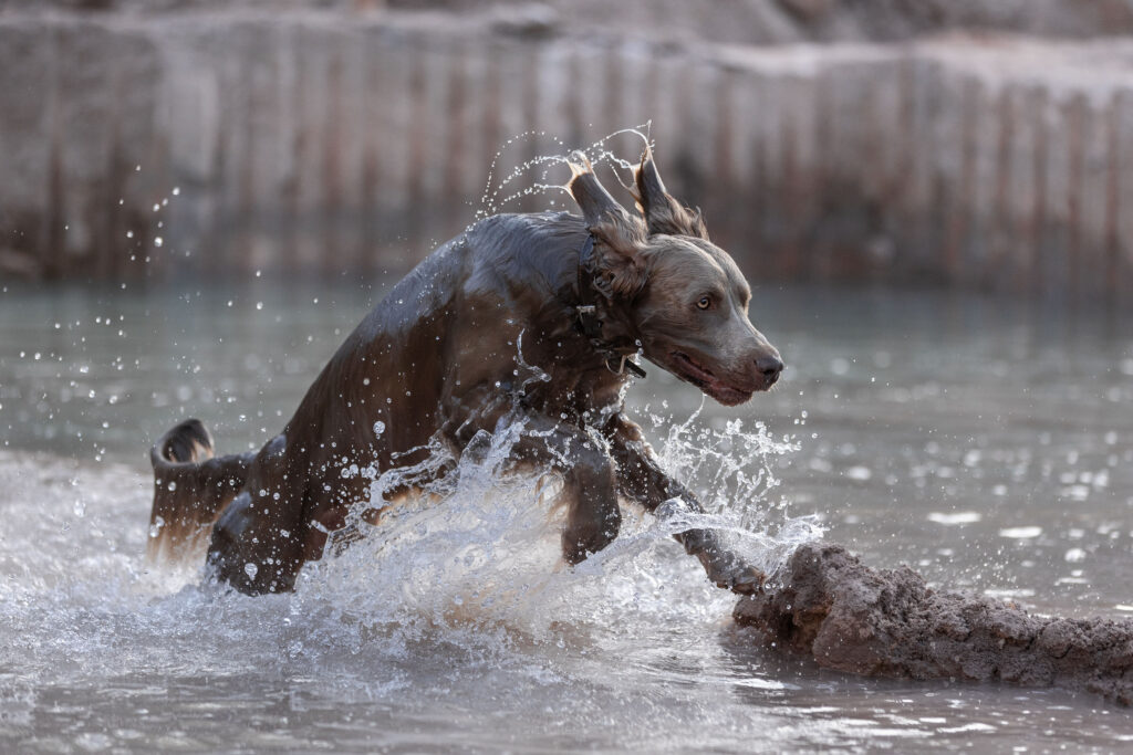 Ein Weimaraner springt durchs Wasser