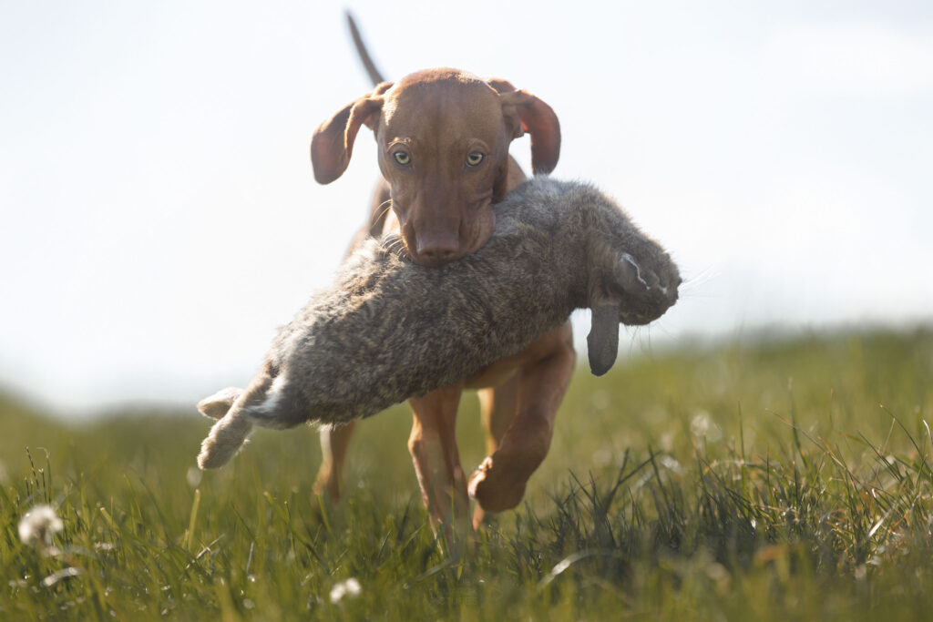 Wildapport eines Kaninchens durch einen Ungarischen Vorstehhund