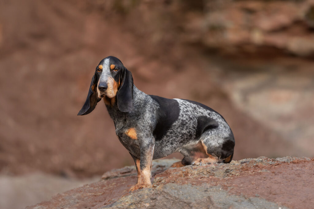 sitzender Basset Bleu de Gascogne auf Steinen