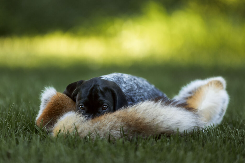 Schwarzschwimmel-Welpe kuschelt sich in Fuchsfell