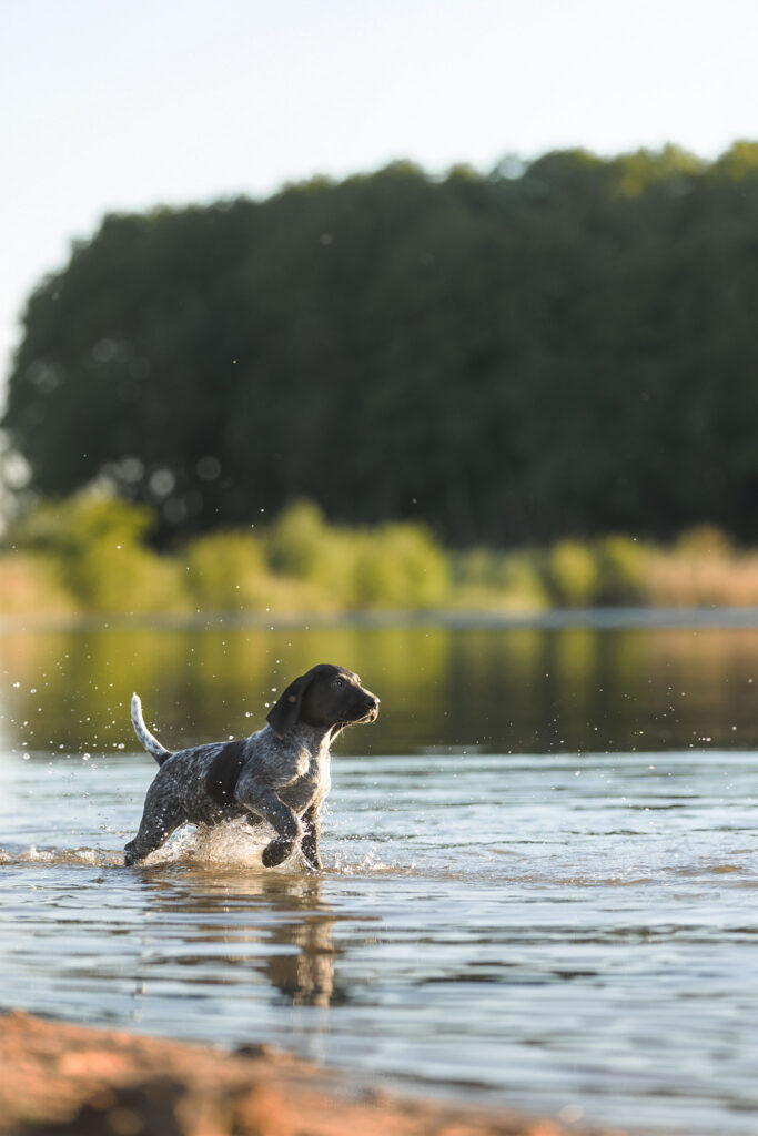 ein schwarz-weiß geschimmelter Welpe läuft durchs Wasser