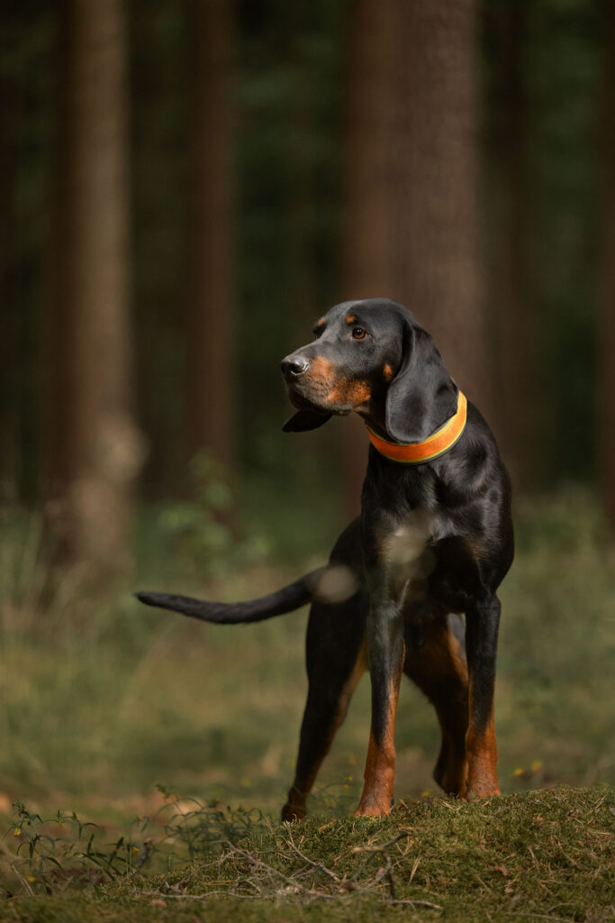 Ein Gończy Polski Rüde im Wald stehend