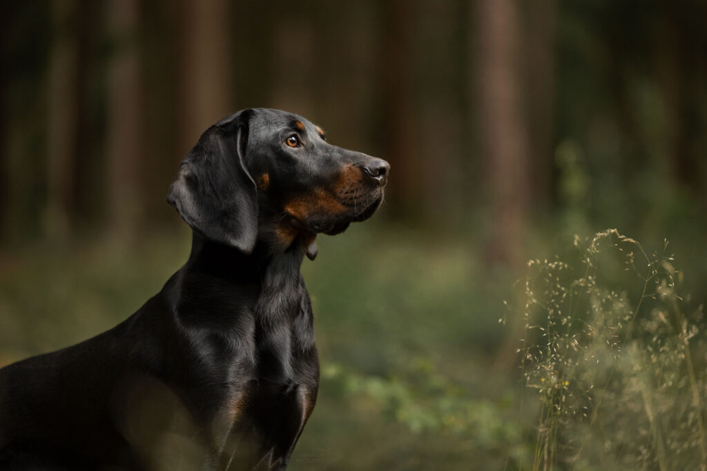 Portrait einer polnischen Bracke
