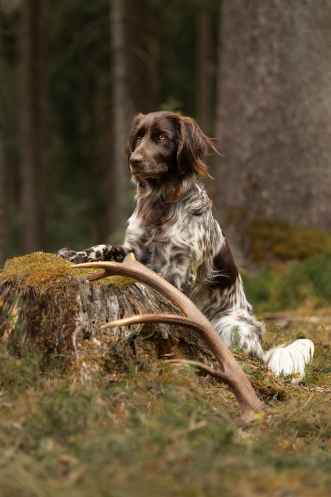 Ein geschimmelter, Kleiner Münsterländer sitzt an einem Baumstumpf, eine Geweihstange ist an den Stumpf gelehnt