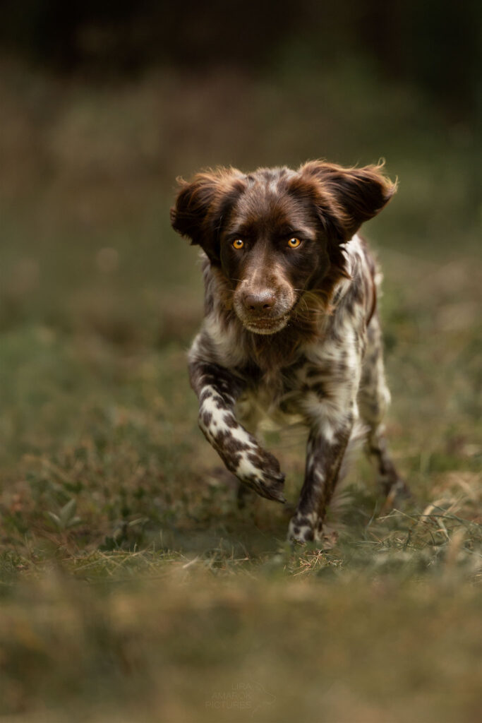 ein rennender, Kleiner Münsterländer im Wald