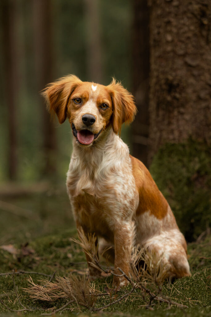 Ein bretonischer Vorstehhund sitzt im Wald und blickt in die Kamera