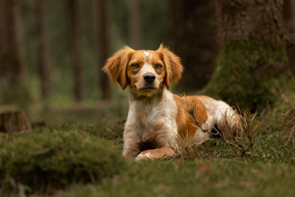 Ein Epagneul Breton im Kiefernwald liegend