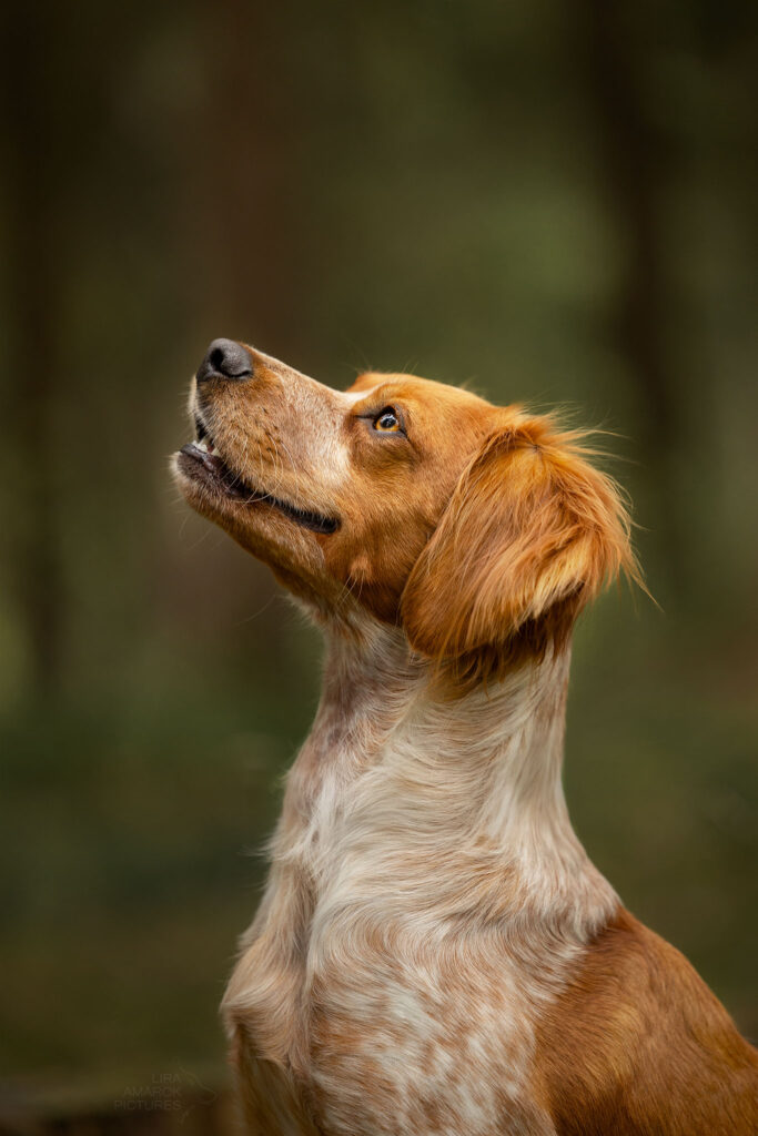 Portrait eines nach oben schauenden Bretonen.